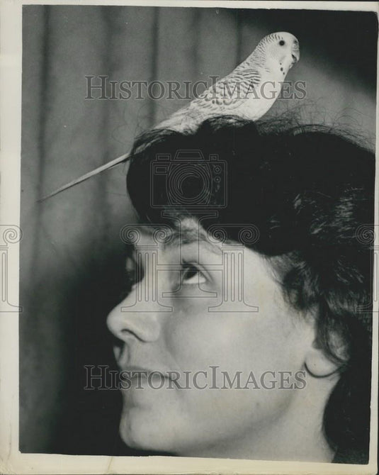 1954 Press Photo  "Joey" the Budgerigar - Historic Images