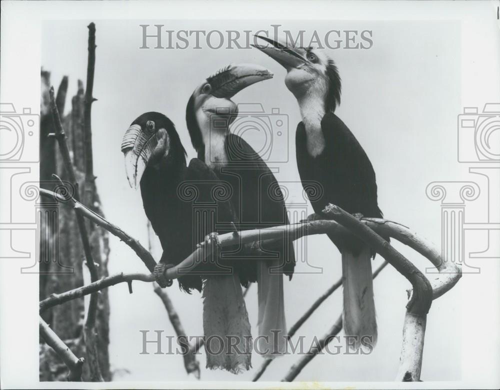 Press Photo Family Group of Malayan Wreathed Hornbills at Bronx Zoo - Historic Images