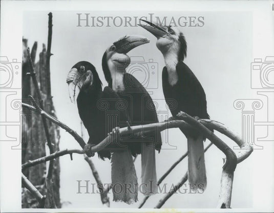 Press Photo Family Group of Malayan Wreathed Hornbills at Bronx Zoo - Historic Images