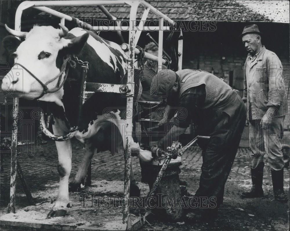 Press Photo Alfred Guknecht Cuts Nails On Cow - Historic Images