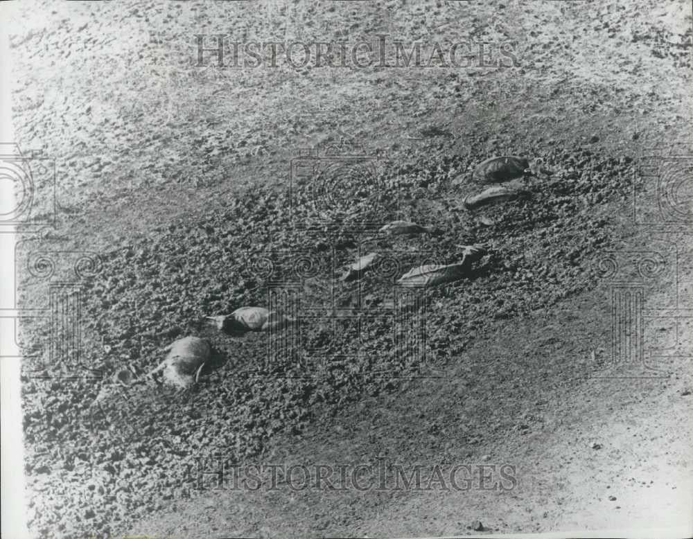 Press Photo Death of Herds in Australia Due to Drought Conditions - Historic Images