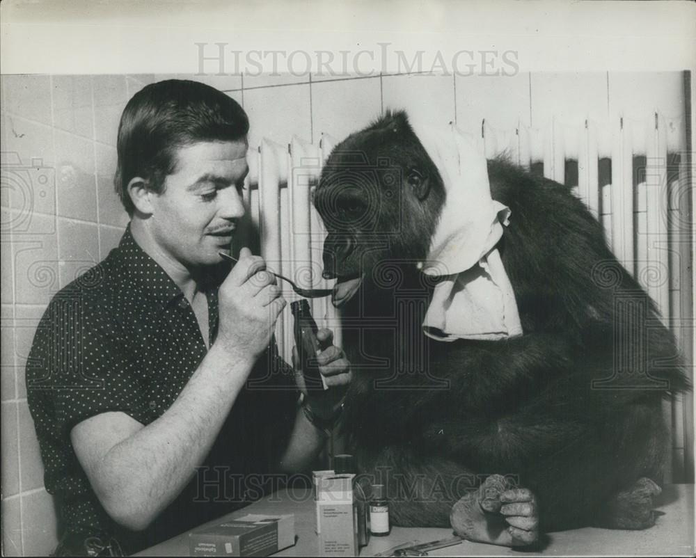 1966 Press Photo Gorilla, Frankfurt Zoo - Historic Images