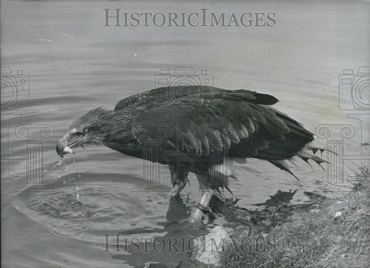 Press Photo Manila Eagle Fishes Earl Bradford Estate Weston Park Shifnal - Historic Images
