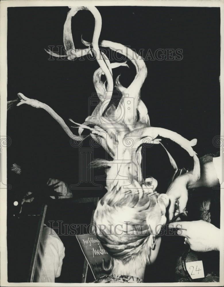 Press Photo Medusa Snakes, Grand Prix of German Hair Styles, Funkstrum - Historic Images