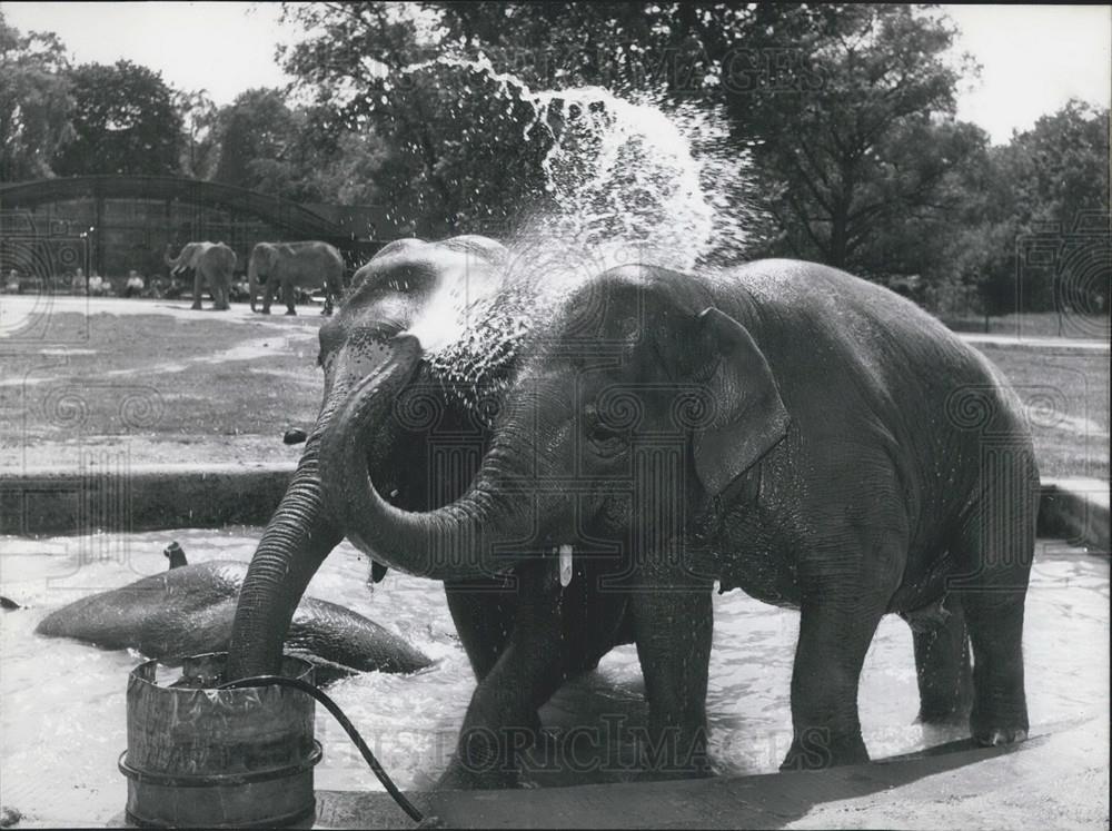 1958 Press Photo Hellabrunn zoo elephants - Historic Images