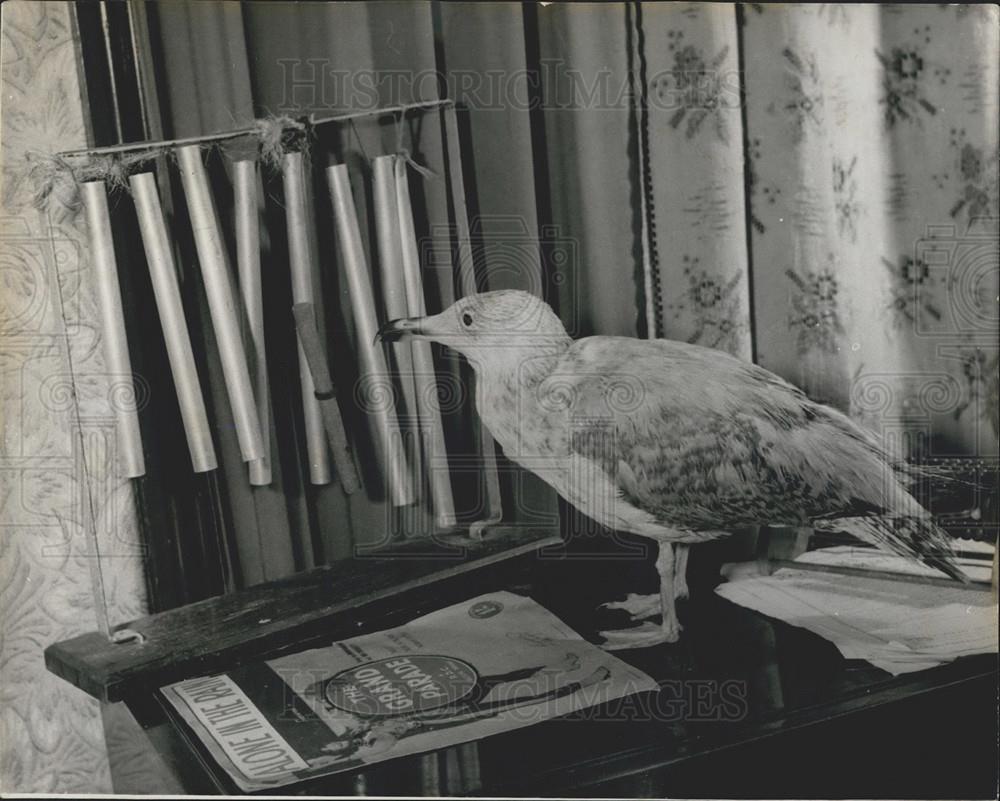 Press Photo Mrs. Thorner 's pet seagull - Historic Images