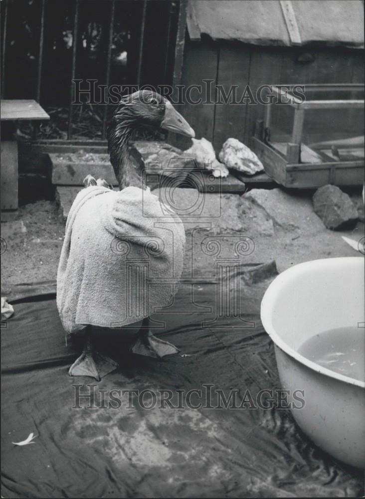 Press Photo Goose Wrapped In Towel After Her Bath - Historic Images