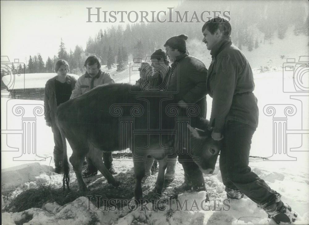 1984 Press Photo Swiss cow being rescued in the Alps - Historic Images