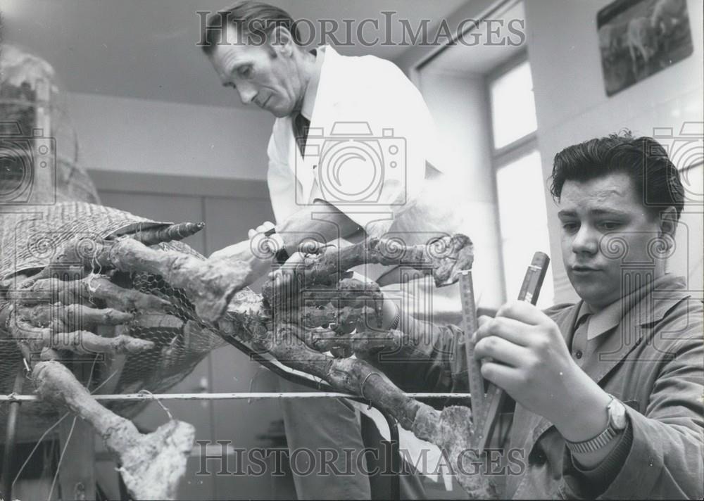 1970 Press Photo Tristan, the sea elephant - Historic Images