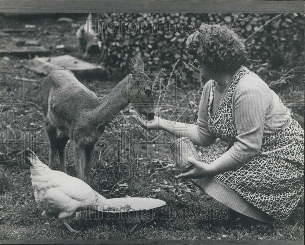 1966 Press Photo Woman Takes Care Of Wounded Fawn - Historic Images