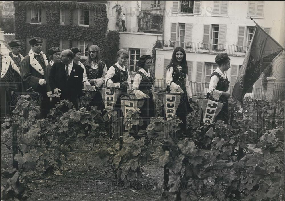 1966 Press Photo Grape Harvesting in Montmartre - Historic Images