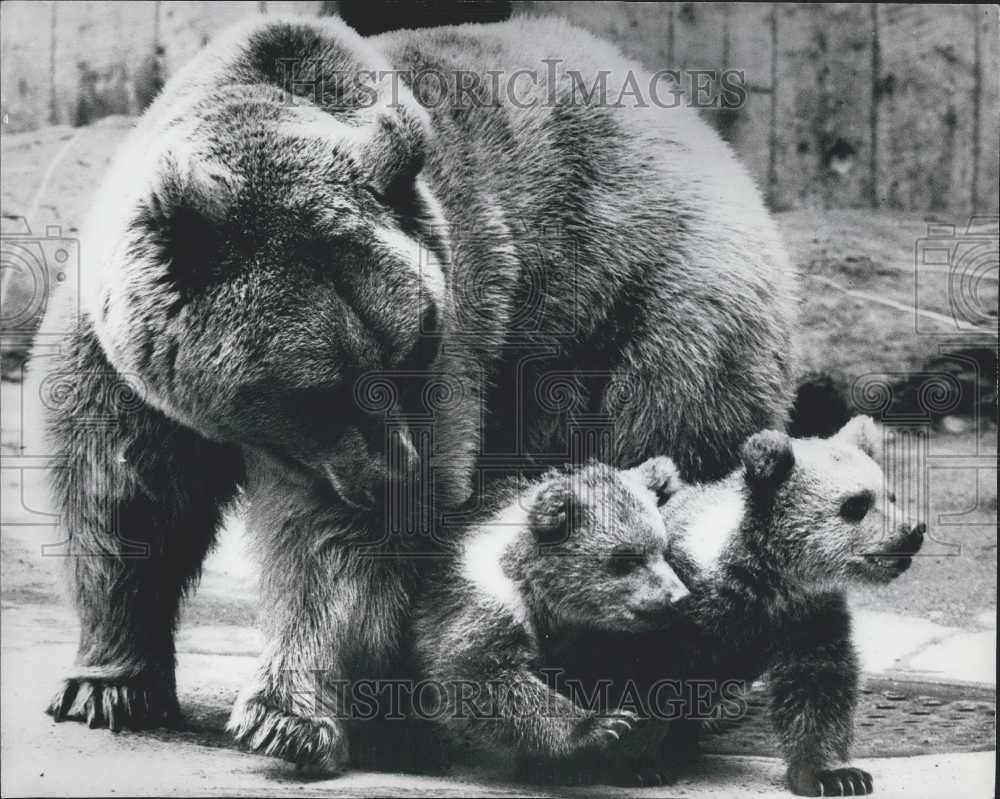 1981 Press Photo First Promenade of Syrian bear babies - Historic Images