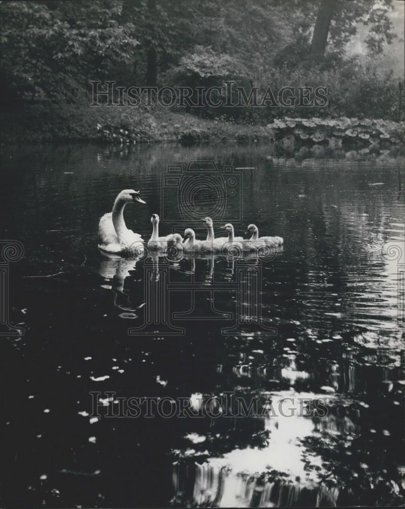 Press Photo Delilah and her brood of six cygnets float happily round the quiet l - Historic Images