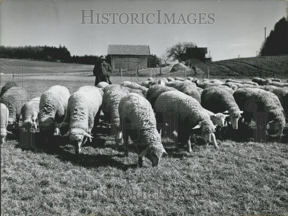 1956 Press Photo Sheep grazing in a field - Historic Images