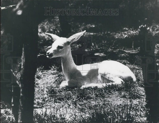1973 Press Photo Impala doe recently born in captivity at Natal Gardens - Historic Images