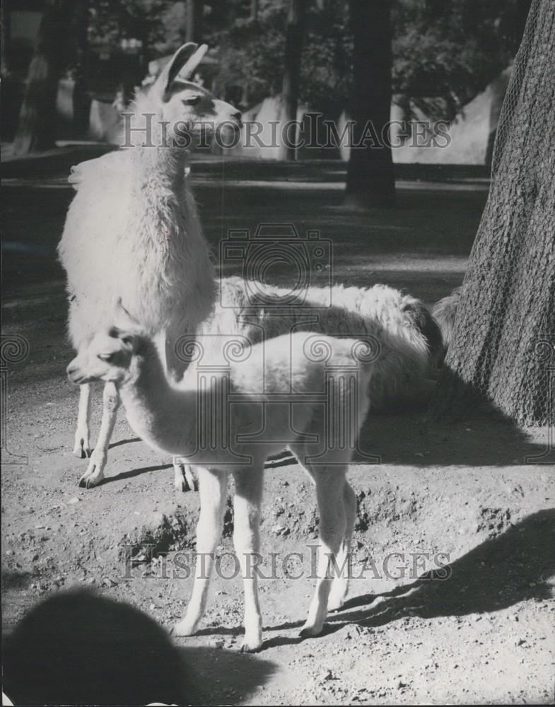 1954 Press Photo Baby Llama Mother Enjoy Warm Sunshine Late Summer Paris Zoo - Historic Images