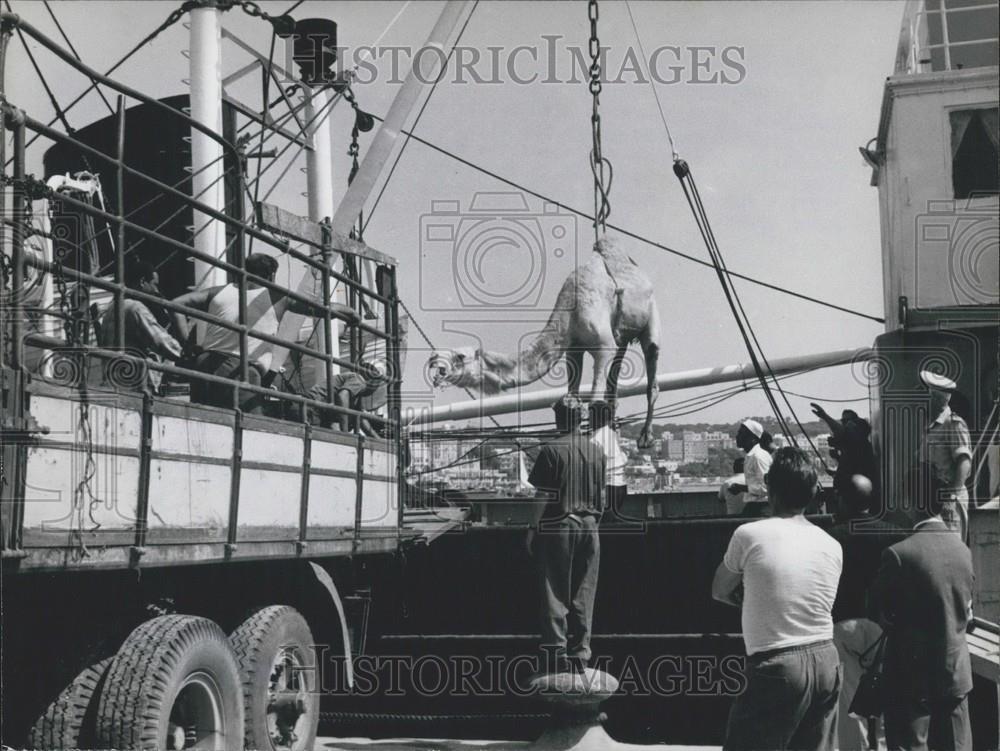 1964 Press Photo Camels being unloaded from ship at Antzio - Historic Images