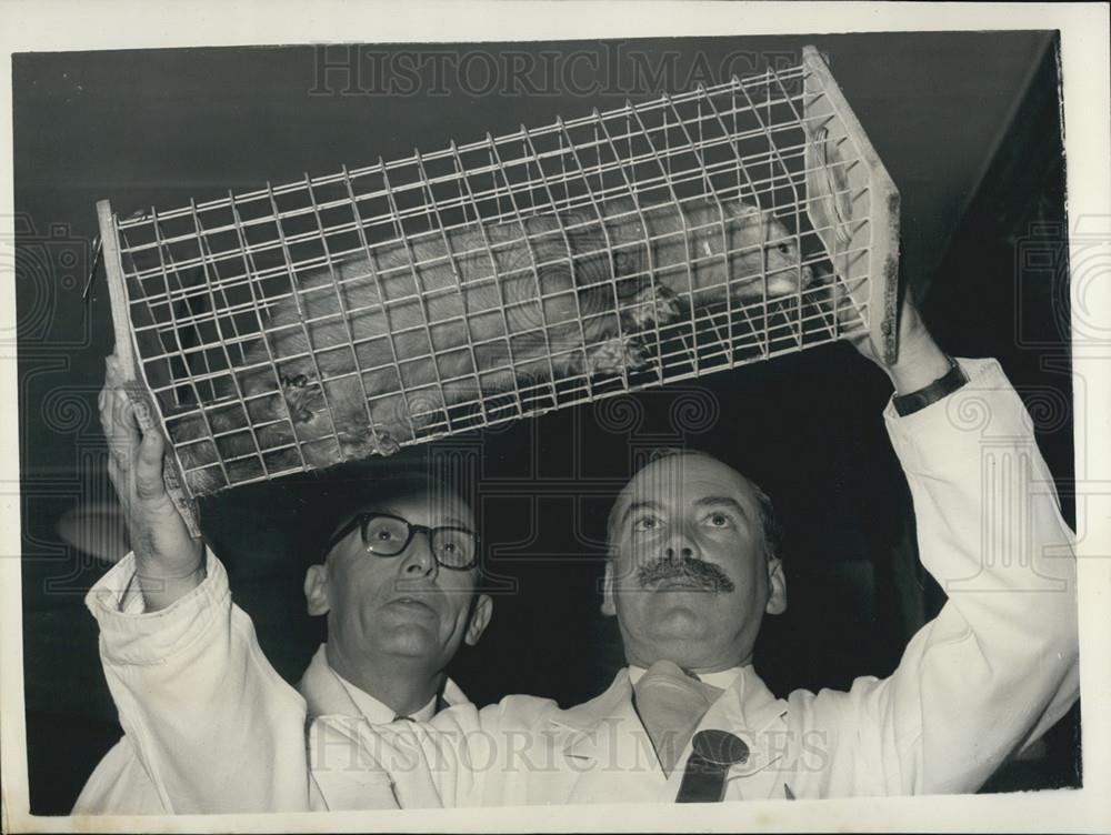 1956 Press Photo Livestock Show, Fur Breeders Association, Mink - Historic Images