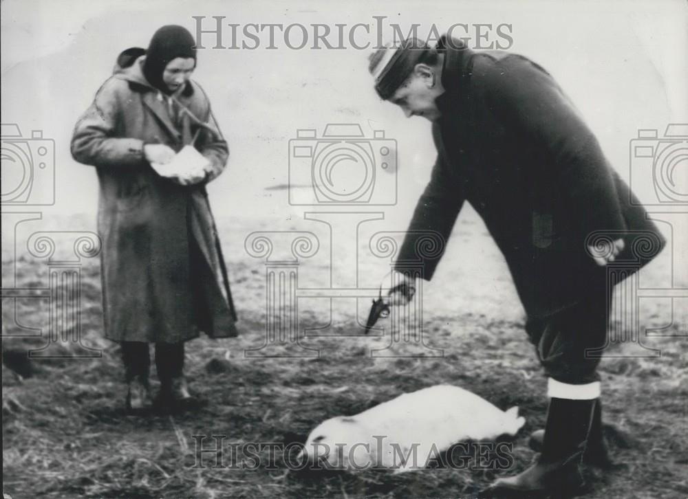 1963 Press Photo The Death Of A baby Seal - Historic Images