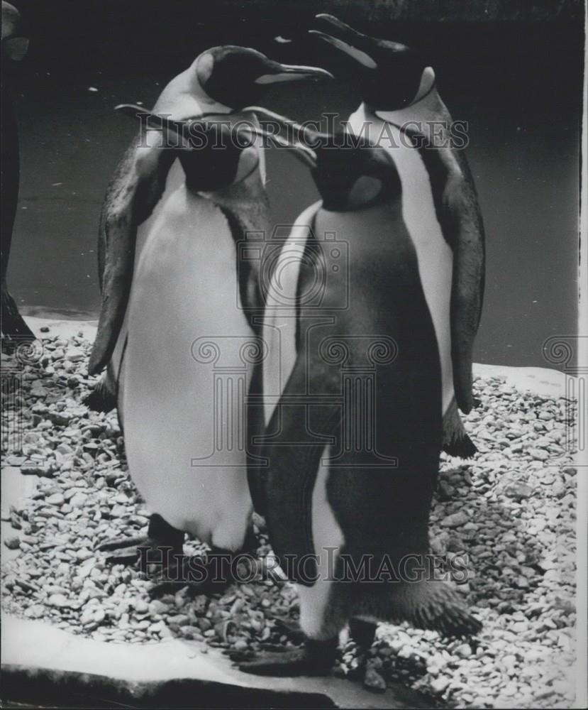 1965 Press Photo Penguins Vincennes Zoo Paris Scene Hot August Day - Historic Images