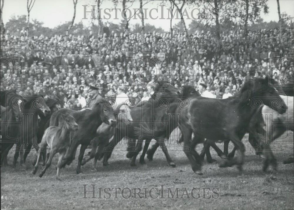 1963 Press Photo Horses, Merfeld Bruch, Dulmen, Westfalen - Historic Images