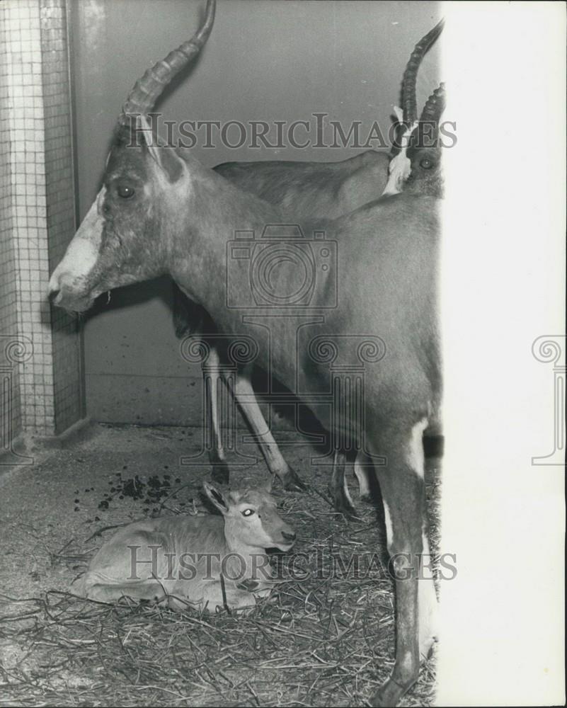 1967 Press Photo Rare African Antelope Blesbok Born Captivity Christmas Zoo - Historic Images