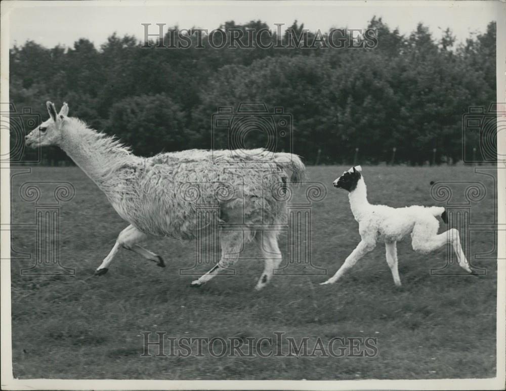 1954 Press Photo Llamas, Whipsande Zoo - Historic Images