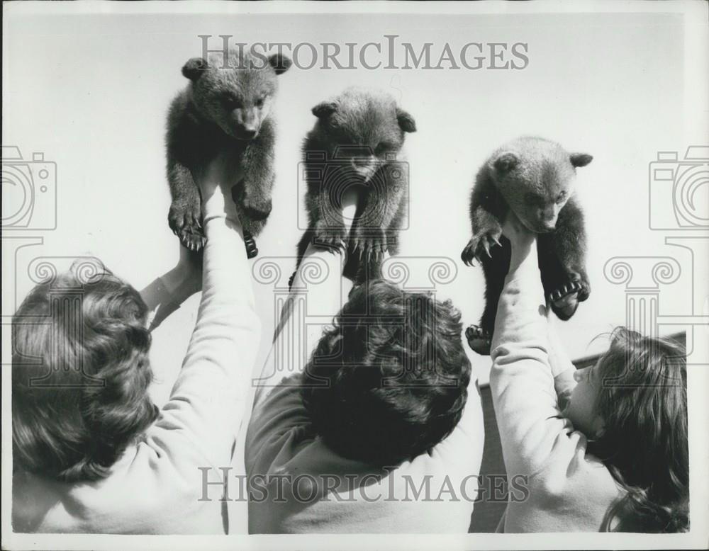 1961 Press Photo Nimrod the bear, gives birth to triplets at the Whipenade Zoo - Historic Images