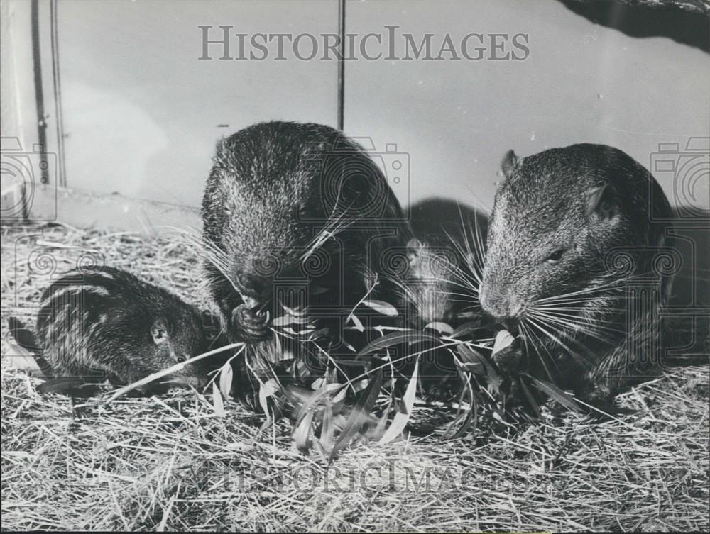 1971 Press Photo Pacaranas, Zoological Garden, Zurich - Historic Images