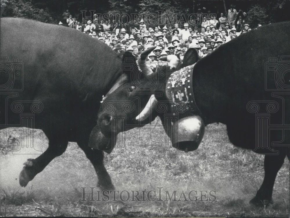 Press Photo  Farmer Organized Cow Fights in the Alps - Historic Images