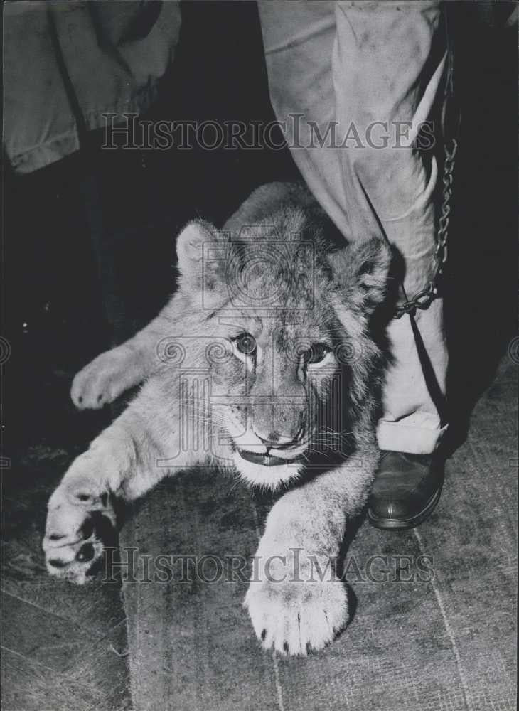 Press Photo Lion Chakka - Historic Images