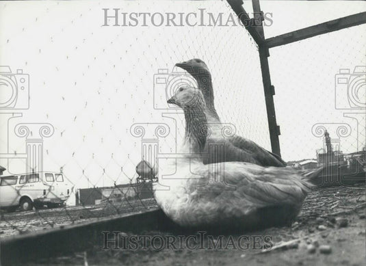 Press Photo Two of the geeses guards on security patrol. - Historic Images
