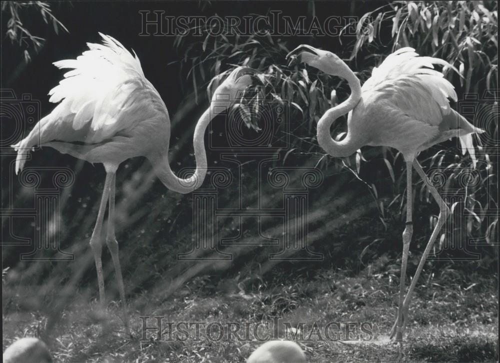 1981 Press Photo Pink Flamingos at Zurich Zoo - Historic Images