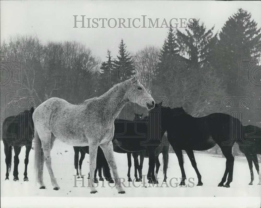 Press Photo Newborn Foal, Kertesko Stud-Farm, Northern Hungary - Historic Images