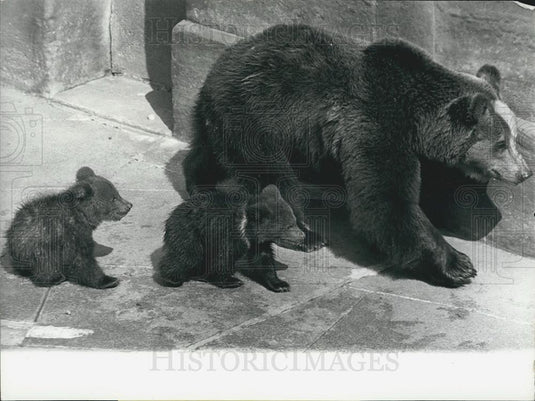 1974 Press Photo Bear Is Heraldic Animal Of Swiss Capitol Berne Barengraben - Historic Images