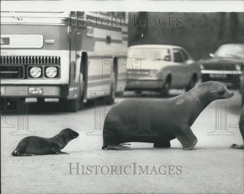 Press Photo Sea Lions Cross Street Longleat - Historic Images