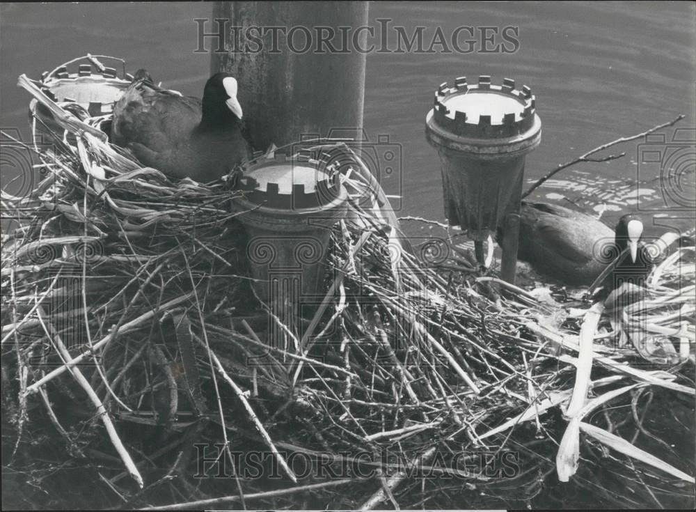 1989 Press Photo Two Birds Build Nest In A fountain - Historic Images