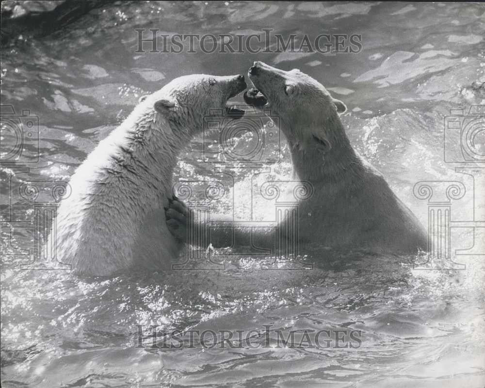 Press Photo Polar Bears At The Zoo - Historic Images