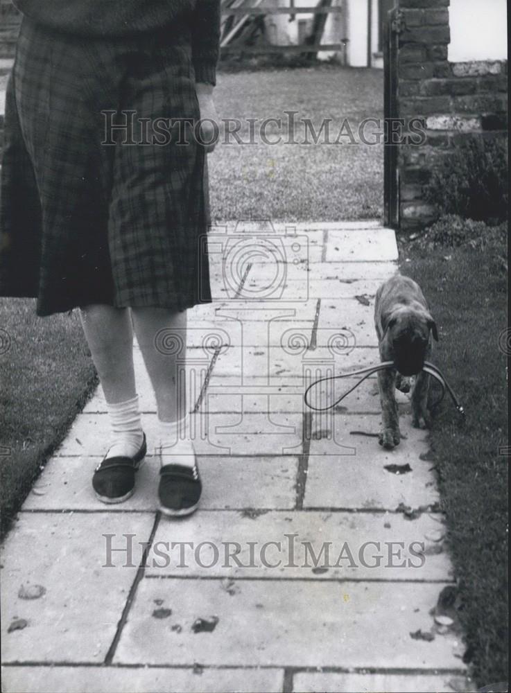 Press Photo Dog carrying his own lead - Historic Images