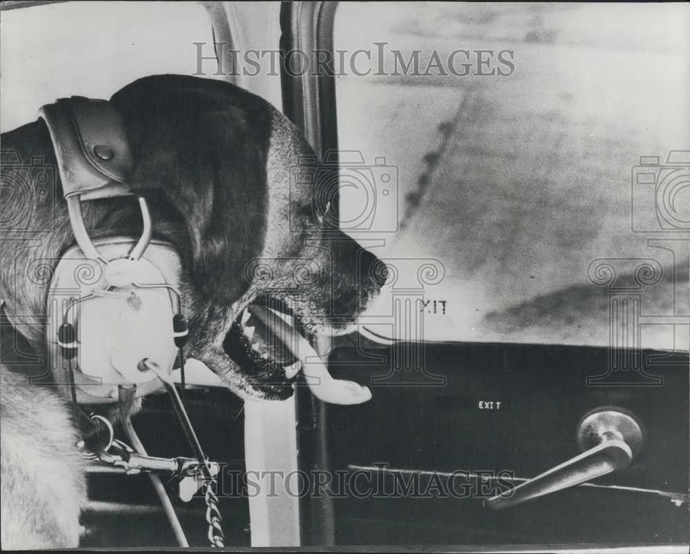 Press Photo Sunderland Flying Club Dog Biggles - Historic Images
