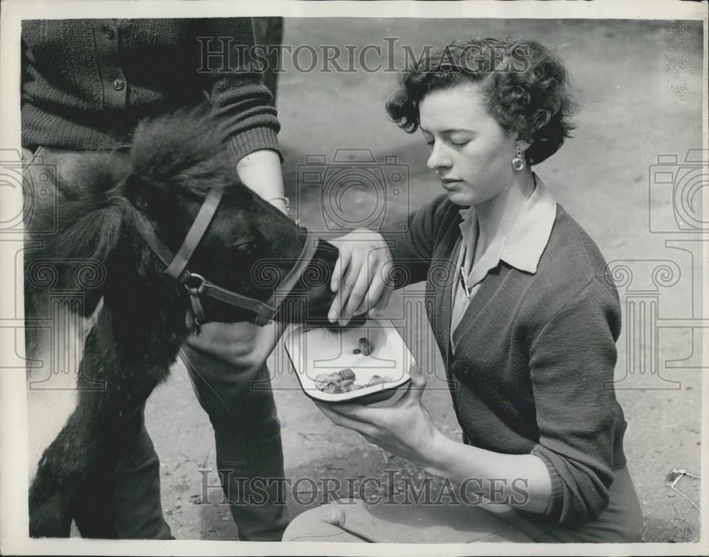 Press Photo Ã¢Å“MidgeÃ¢Â a 2-year old miniature Shetland pony - Historic Images