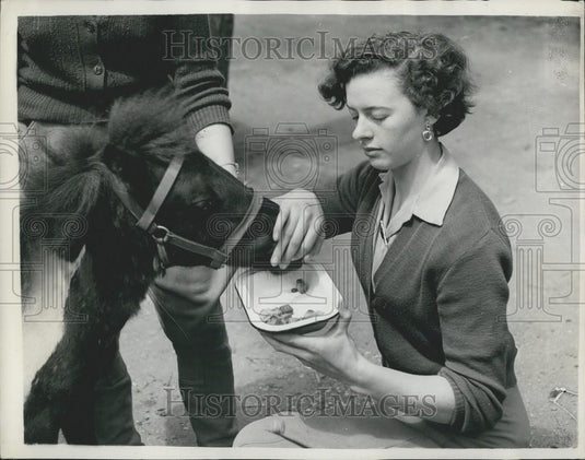 Press Photo Ã¢Å“MidgeÃ¢Â a 2-year old miniature Shetland pony - Historic Images