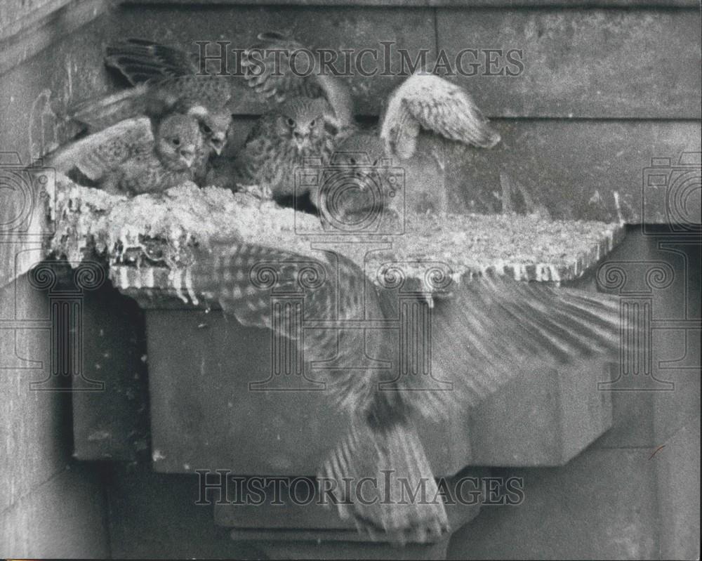 1977 Press Photo Kestrels Nest In Central London - Historic Images