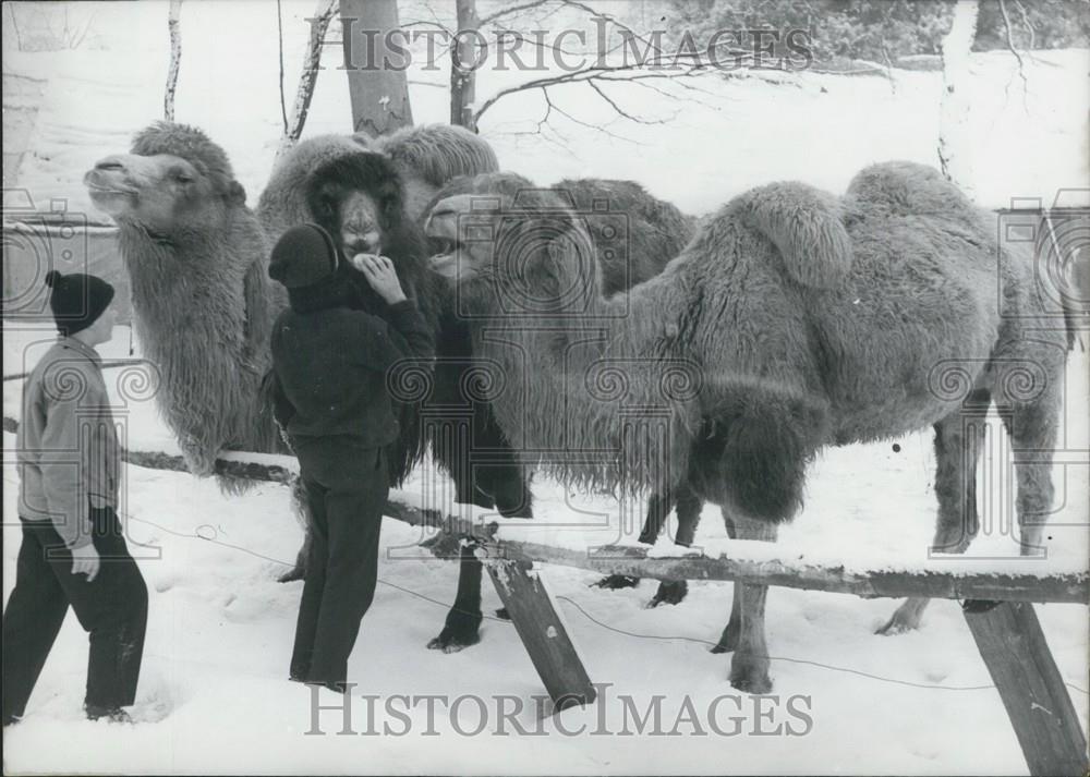 1963 Press Photo Children Feed Camels Zoological Gardens Etelsen Outside Bremen - Historic Images