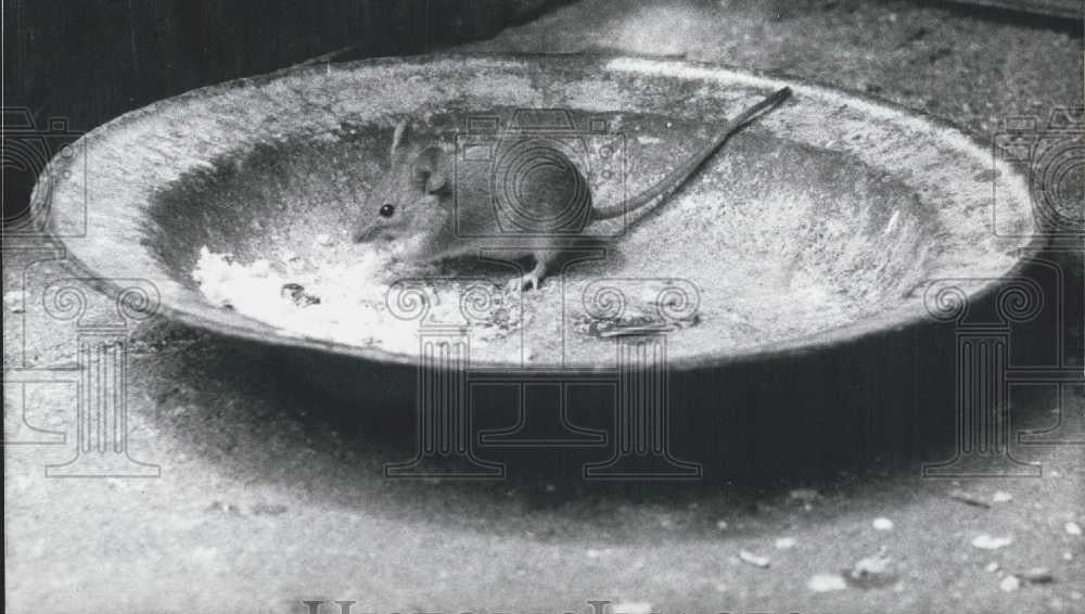 1961 Press Photo Mouse in a Pan - Historic Images