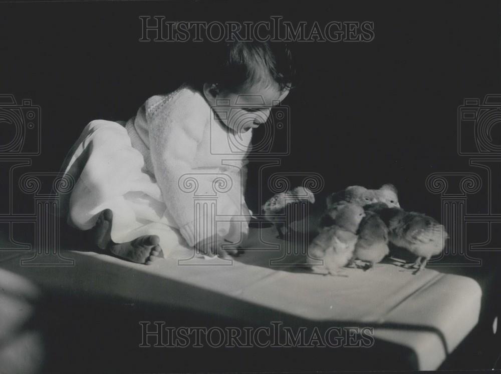 Press Photo Pauline Hill Orchard Poultry Farm With Chicks Worcestershire - Historic Images