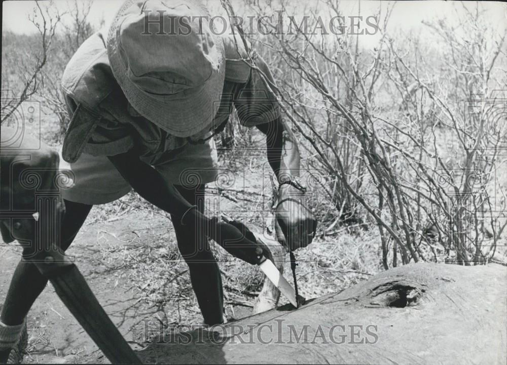 Press Photo Field Force Askaria Extracts Poisoned Arrow Killed Elephant Kenya - Historic Images
