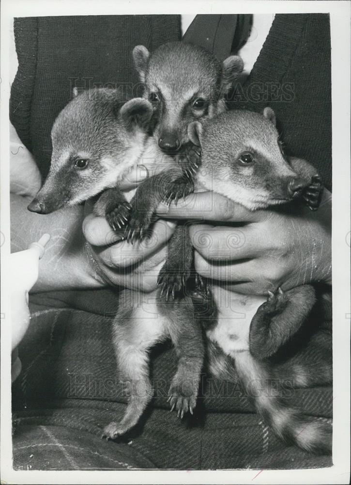 1959 Press Photo Battersea Park Zoo,Coati Mundi Babies - Historic Images