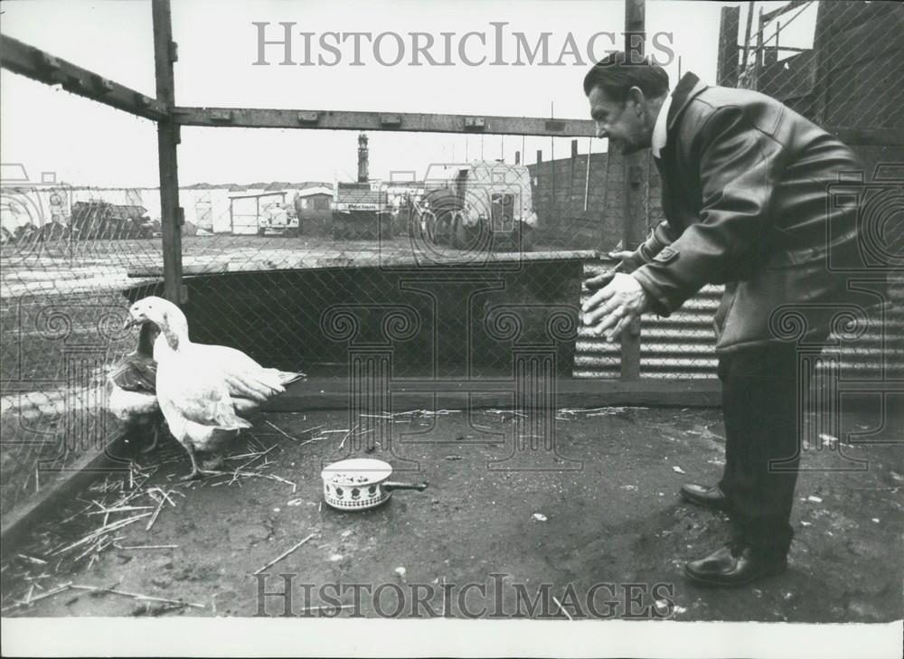 Press Photo Mr. Collet Caretaker Geese Guards With Flock - Historic Images