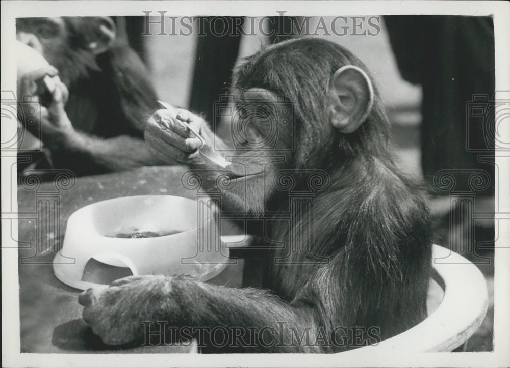 1959 Press Photo Chimpanzee, London Zoo - Historic Images